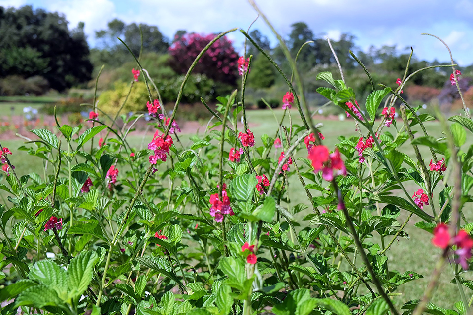 porterweed nectarwand red.jpg thumbnail